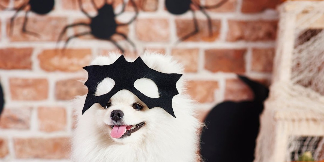 Funny and cute pet costumes for Halloween